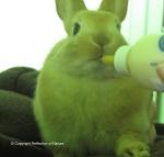 baby-bunny