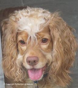 Happy Cockapoo color