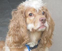 cockapoo