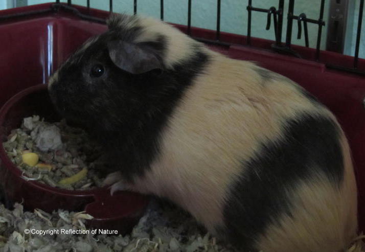 Guinea Pig