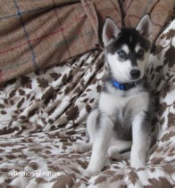 husky 2