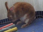 praying bunny