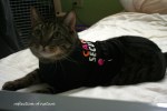 candy kitty