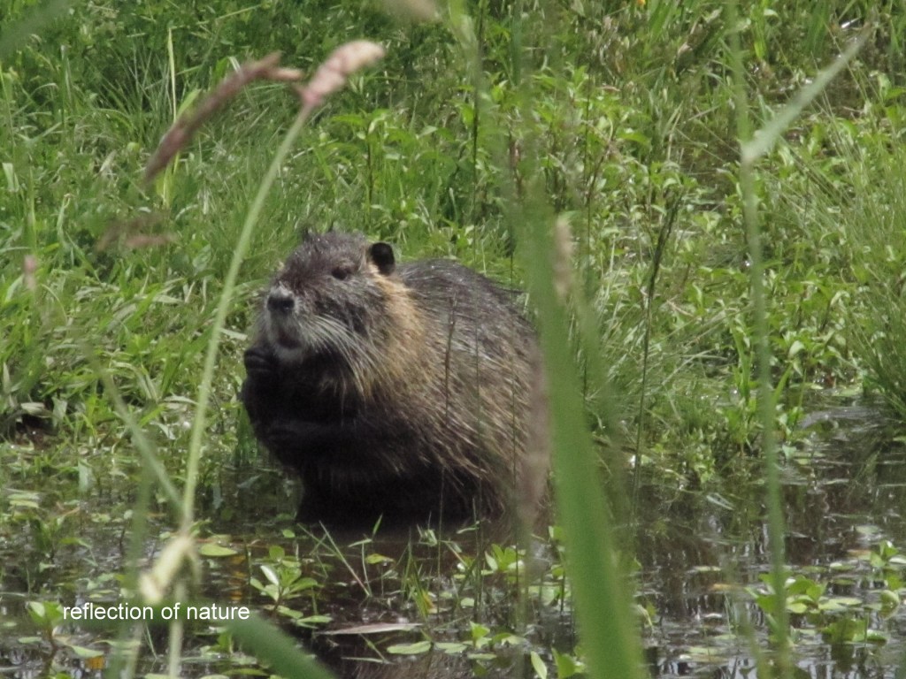 Beaver 1