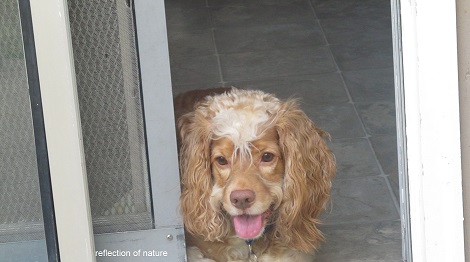 Deaf Dog Education Training&nbsp;Tips