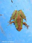 frog-1