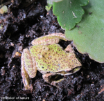 frog-2