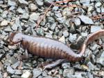 salamander
