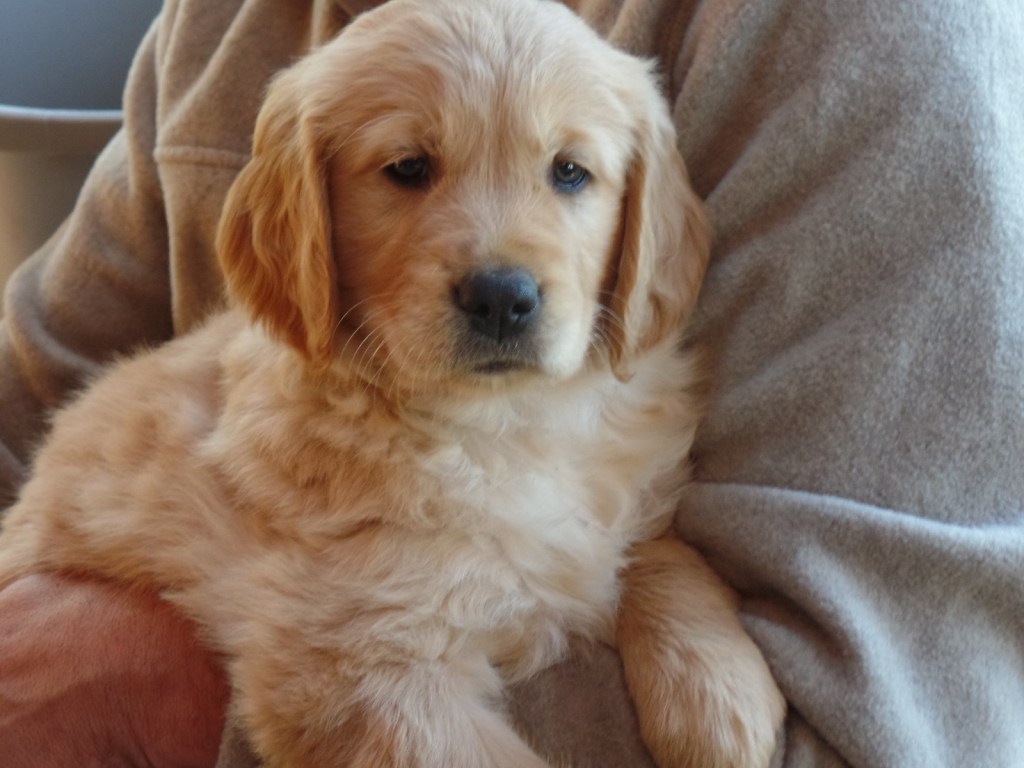 Chestnut and Sasha Puppies Update