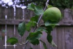 apple