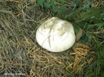 mushroom