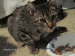 cat 1 (2)