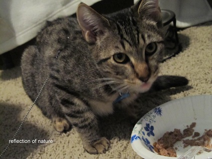 Pet Arthritis Guide For Dogs and&nbsp;Cats