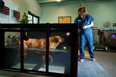Hydrotherapy enrichment program at OHS improves dog health and adoption rate.