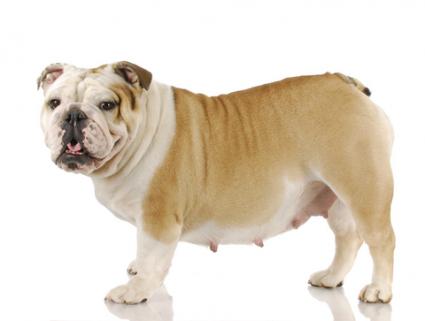 First Signs of Dog Pregnancy