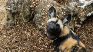 After decades, scientists succeed in breeding world’s first IVF&nbsp;puppies