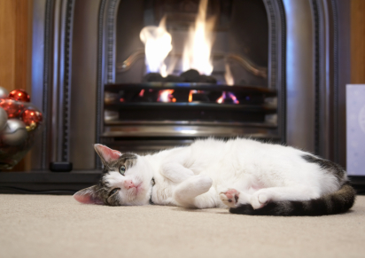 Pet Fire Safety