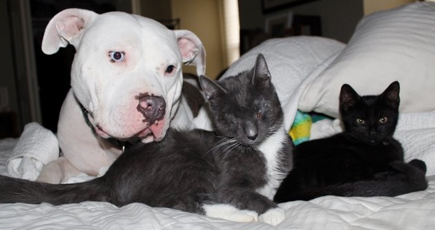 Rescue Pit Bulls Act As ‘Surrogate Moms’ To 3 Newly Blind Cats
