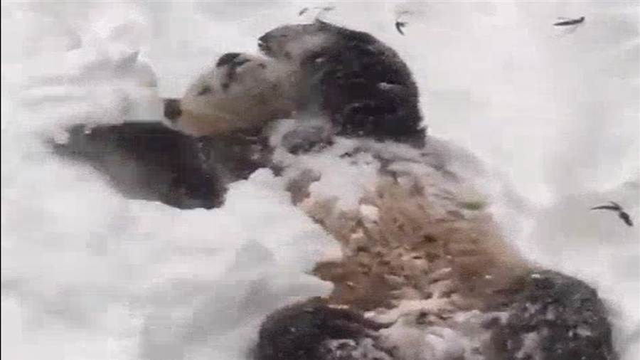 DC is quiet, but the zoo’s panda is out making snow angels