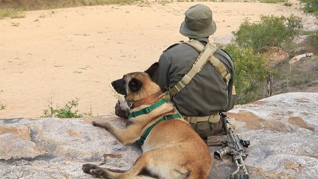 Anti-Rhino Poaching Dog from South Africa Honored as&nbsp;Hero