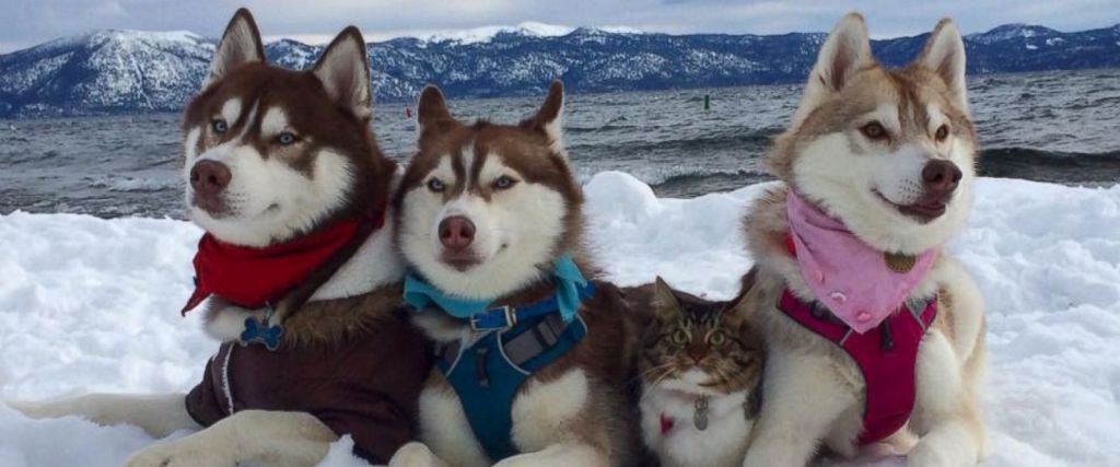 3 Siberian Huskies Adopt Cat ‘Best Friend’ Into Their Pack