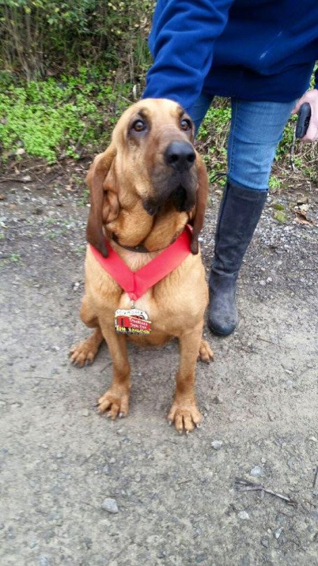 Dog Accidentally Enters Half Marathon And Finishes 7th After Being Let Out To&nbsp;Pee