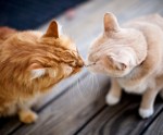 cat-introduction