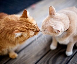 Introducing Your New Cat to Other&nbsp;Pets