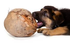 The Health Benefits Of Coconut Oil For&nbsp;Dogs