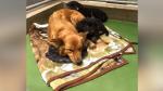 HT_canine_love_story_02_mm_160202_v4x3_16x9_992