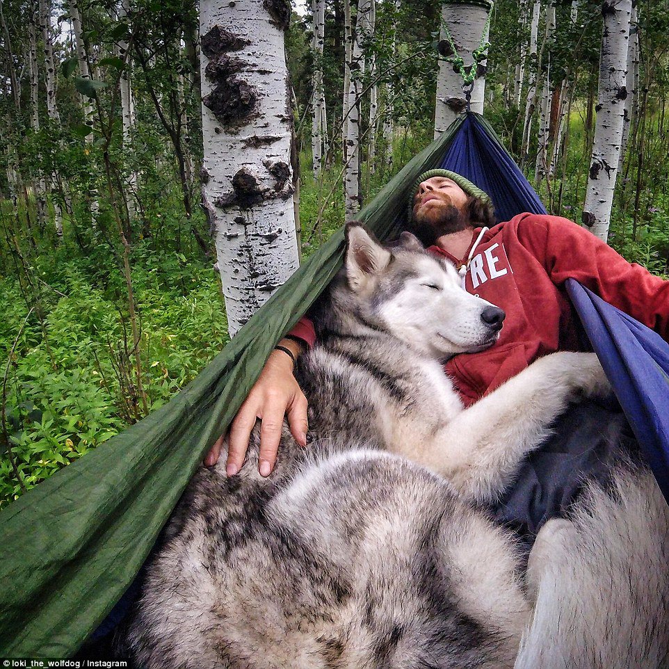 Adorable Loki The Wolf Dog Travels Around The World With His&nbsp;Owner