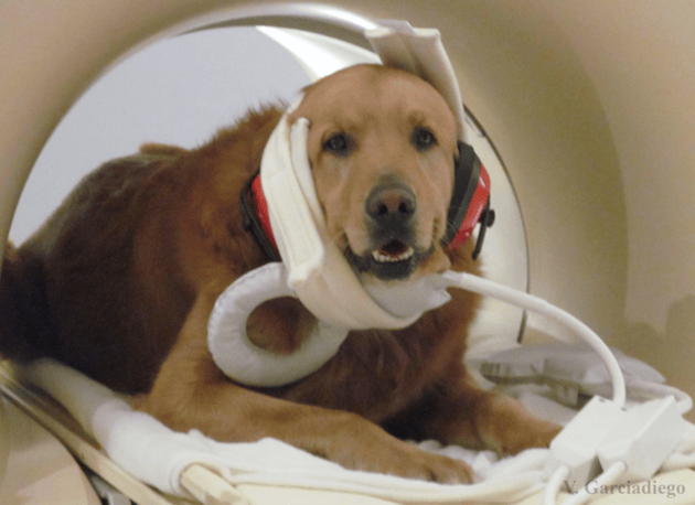 Dogs Have A Very Special Way Of Seeing Human Faces