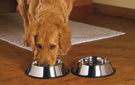 Why You Should Start Grooming Your Puppy From An Early Age