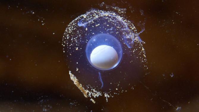 Scientists Eagerly Await Rare Birth of ‘Baby Dragons’ in Slovenian Cave