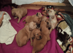 puppies