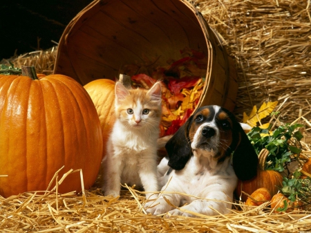 13 #BENEFITS OF #PUMPKIN FOR #PETS