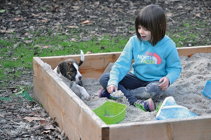 The #10 Most Important #Things to Teach Your&nbsp;#Puppy