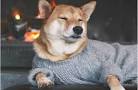 8 #Cold #Weather Tips to Keep Your #Pets&nbsp;Warm