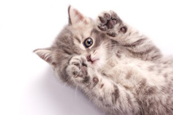 Why Do #Cats #Knead? 5 Fun&nbsp;Reasons